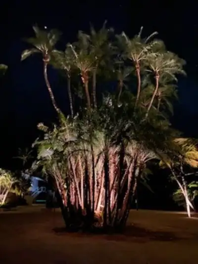 The Oasis — photo 8